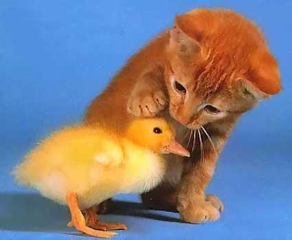 cat-and-duck.jpeg